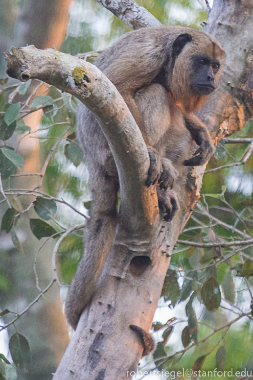 female howler